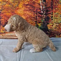 Liberty, a female Poodle - Multi-Colored Standard and Poodle - Standard  for sale in Cleburne, TX – Photo 1 of 3