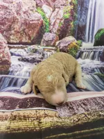 Liberty, a female Poodle - Multi-Colored Standard and Poodle - Standard  for sale in Cleburne, TX – Photo 3 of 3