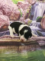 Blossom, a female Poodle - Multi-Colored Standard and Poodle - Standard  for sale in Cleburne, TX – Photo 2 of 2