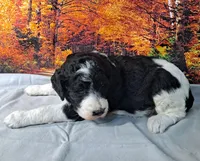 Blossom, a female Poodle - Multi-Colored Standard and Poodle - Standard  for sale in Cleburne, TX – Photo 1 of 2