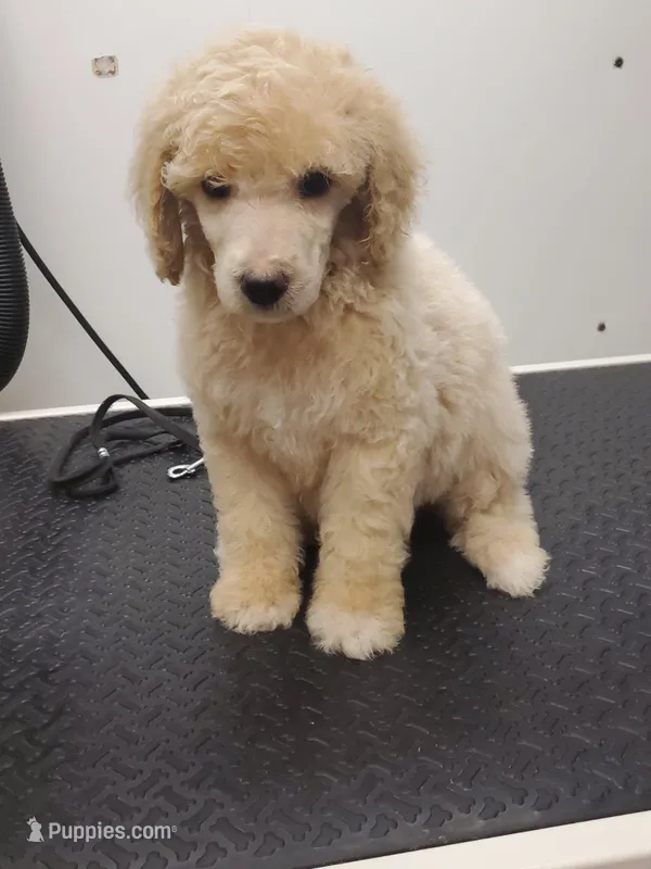 (AKC) Eric, a male Poodle - Multi-Colored Standard and Poodle - Standard  for sale in Cleburne, TX – Photo 1 of 2