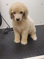 (AKC) Eric, a male Poodle - Multi-Colored Standard and Poodle - Standard  for sale in Cleburne, TX – Photo 1 of 2