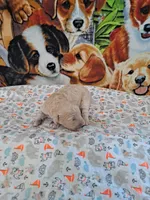 (AKC) Eric, a male Poodle - Multi-Colored Standard and Poodle - Standard  for sale in Cleburne, TX – Photo 2 of 2