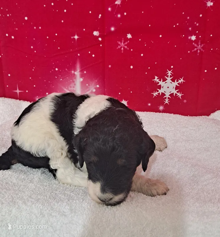 Peppermint ( AKC REGISTERED)