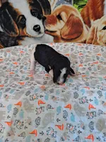 Fiona AKC, a female Poodle - Multi-Colored Standard and Poodle - Standard  for sale in Cleburne, TX – Photo 2 of 2