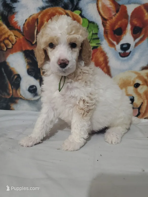 Blaze ( AKC Registered) – Poodle - Multi-Colored Standard, Poodle - Standard  puppy for sale in Cleburne, TX