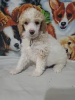 Blaze ( AKC Registered), a male Poodle - Multi-Colored Standard and Poodle - Standard  for sale in Cleburne, TX – 2 of 4