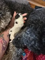 AKC Standard Poodle Puppy, a male Poodle - Multi-Colored Standard and Poodle - Standard  for sale in Cleburne, TX – Photo 7 of 8