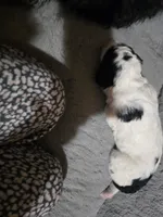 AKC Standard Poodle Puppy, a male Poodle - Multi-Colored Standard and Poodle - Standard  for sale in Cleburne, TX – Photo 6 of 8