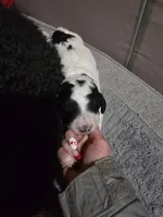 AKC Standard Poodle Puppy, a male Poodle - Multi-Colored Standard and Poodle - Standard  for sale in Cleburne, TX – Photo 8 of 8