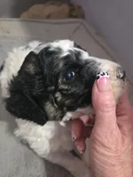 AKC Standard Poodle Puppy, a male Poodle - Multi-Colored Standard and Poodle - Standard  for sale in Cleburne, TX – Photo 1 of 8