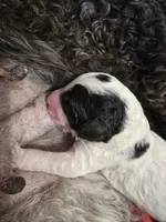 AKC Standard Poodle Puppy, a male Poodle - Multi-Colored Standard and Poodle - Standard  for sale in Cleburne, TX – Photo 4 of 8