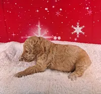 Tensil ( AKC REGISTERED), a female Poodle - Multi-Colored Standard and Poodle - Standard  for sale in Cleburne, TX – Photo 1 of 2