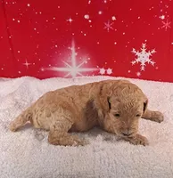 Tensil ( AKC REGISTERED), a female Poodle - Multi-Colored Standard and Poodle - Standard  for sale in Cleburne, TX – Photo 2 of 2