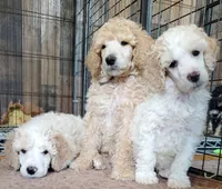 Poe ( AKC Registered), a male Poodle - Multi-Colored Standard and Poodle - Standard  for sale in Cleburne, TX – 3 of 4