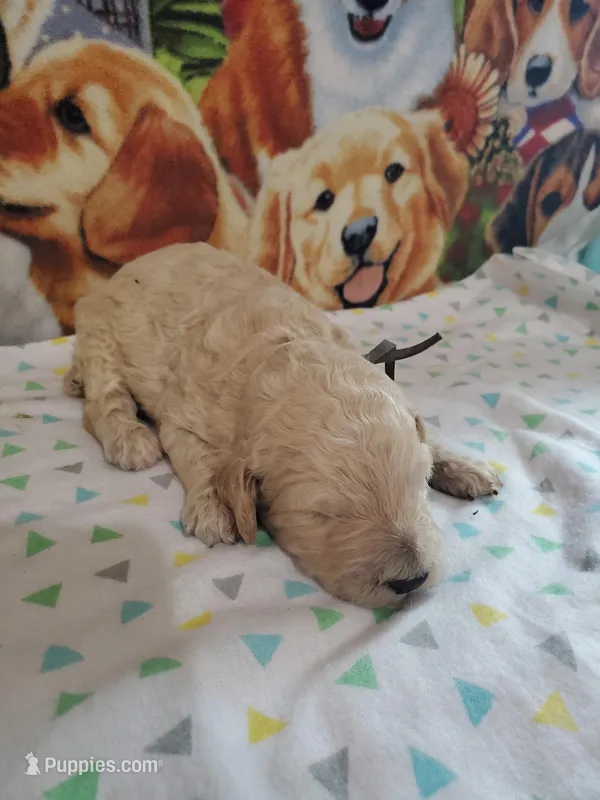 Jupiter (AKC Registered)  – Poodle - Multi-Colored Standard, Poodle - Standard  puppy for sale in Cleburne, TX