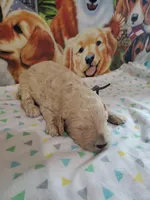 Jupiter (AKC Registered) , a male Poodle - Multi-Colored Standard and Poodle - Standard  for sale in Cleburne, TX – 1 of 1