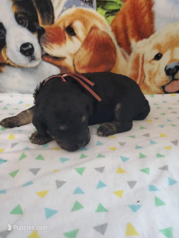 Dexter ( AKC Registered)  – Poodle - Multi-Colored Standard, Poodle - Standard  puppy for sale in Cleburne, TX