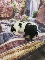 Austin, a male Poodle - Multi-Colored Standard and Poodle - Standard  for sale in Cleburne, TX – Photo 1 of 2