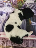 Austin, a male Poodle - Multi-Colored Standard and Poodle - Standard  for sale in Cleburne, TX – Photo 2 of 2