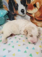 Poe ( AKC Registered), a male Poodle - Multi-Colored Standard and Poodle - Standard  for sale in Cleburne, TX – 1 of 1