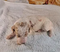 Hamilton AKC, a male Poodle - Multi-Colored Standard and Poodle - Standard  for sale in Cleburne, TX – Photo 2 of 2