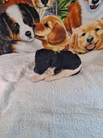 Cleopatra AKC, a female Poodle - Multi-Colored Standard and Poodle - Standard  for sale in Cleburne, TX – Photo 2 of 2