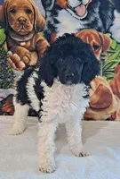 Cleopatra AKC, a female Poodle - Multi-Colored Standard and Poodle - Standard  for sale in Cleburne, TX – Photo 1 of 2
