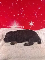 Angel ( AKC REGISTERED), a female Poodle - Multi-Colored Standard and Poodle - Standard  for sale in Cleburne, TX – Photo 2 of 2