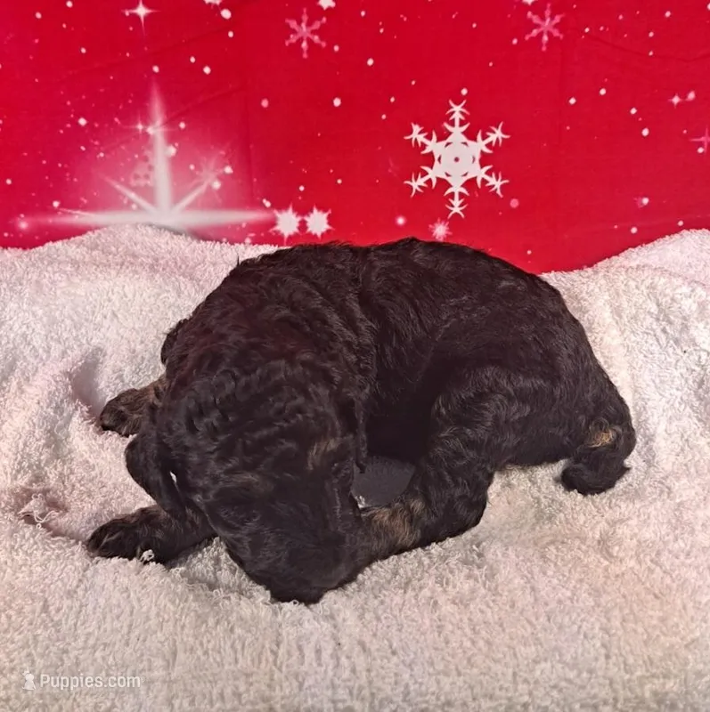 Angel ( AKC REGISTERED)