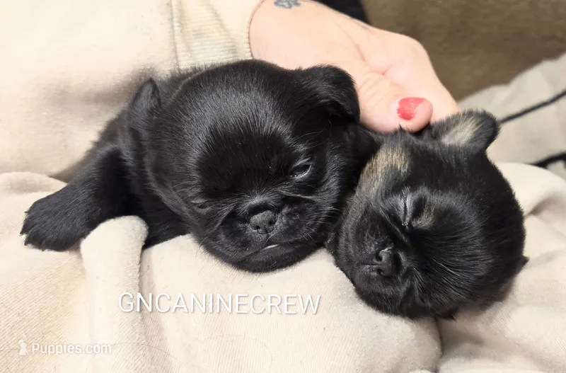 Gouda – Brussels Griffon puppy for sale in New Stanton, PA