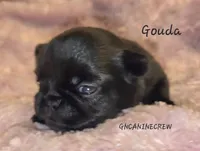 Gouda, a female Brussels Griffon for sale in New Stanton, PA – 2 of 3