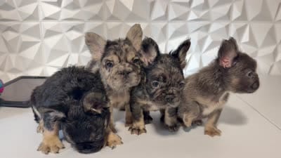 Milan, a female French Bulldog for sale in Edgewood, MD – 8 of 8