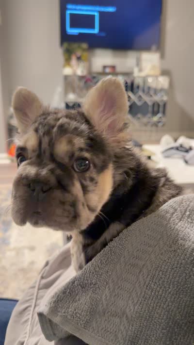 Milan, a female French Bulldog for sale in Edgewood, MD – 2 of 8
