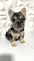 Milan, a female French Bulldog for sale in Edgewood, MD – 5 of 8