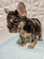 Milan, a female French Bulldog for sale in Edgewood, MD – 7 of 8