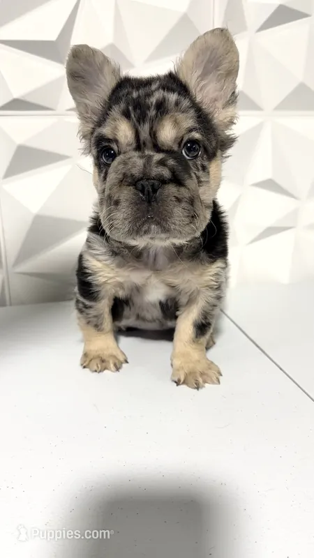 Milan – French Bulldog puppy for sale in Edgewood, MD