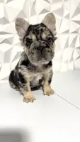 Milan, a female French Bulldog for sale in Edgewood, MD – 3 of 8