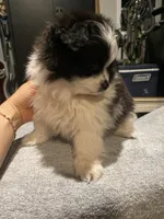 Lucky, a male Pomeranian for sale in Bakersfield, CA – Photo 2 of 3