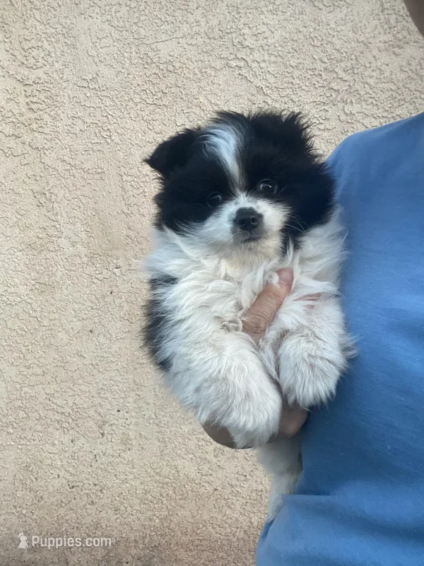 Lucky – Pomeranian puppy for sale in Bakersfield, CA