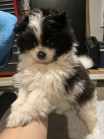 Lucky, a male Pomeranian for sale in Bakersfield, CA – Photo 3 of 3