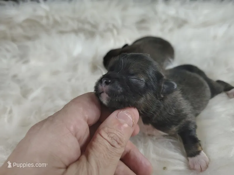 Zack – Peek-A-Pom puppy for sale in Andrews, SC