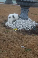 Zack, a male Pomeranian for sale in Andrews, SC – Photo 5 of 5