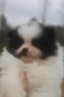 Zack, a male Pomeranian for sale in Andrews, SC – Photo 2 of 5