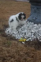 Zack, a male Pomeranian for sale in Andrews, SC – Photo 1 of 5