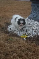 Zack, a male Pomeranian for sale in Andrews, SC – Photo 4 of 5