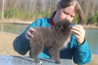 Tiny Tim , a male Pomeranian for sale in Andrews, SC – Photo 6 of 6
