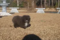 Tiny Tim , a male Pomeranian for sale in Andrews, SC – Photo 4 of 6
