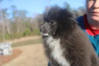 Tiny Tim , a male Pomeranian for sale in Andrews, SC – Photo 2 of 6