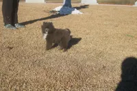 Tiny Tim , a male Pomeranian for sale in Andrews, SC – Photo 3 of 6